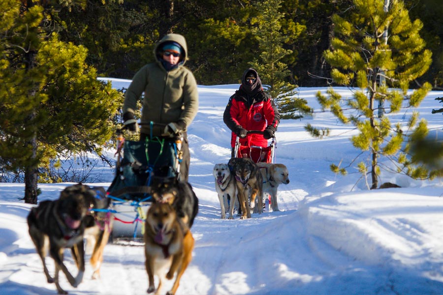 Two people riding dogsleds on a track in the woods